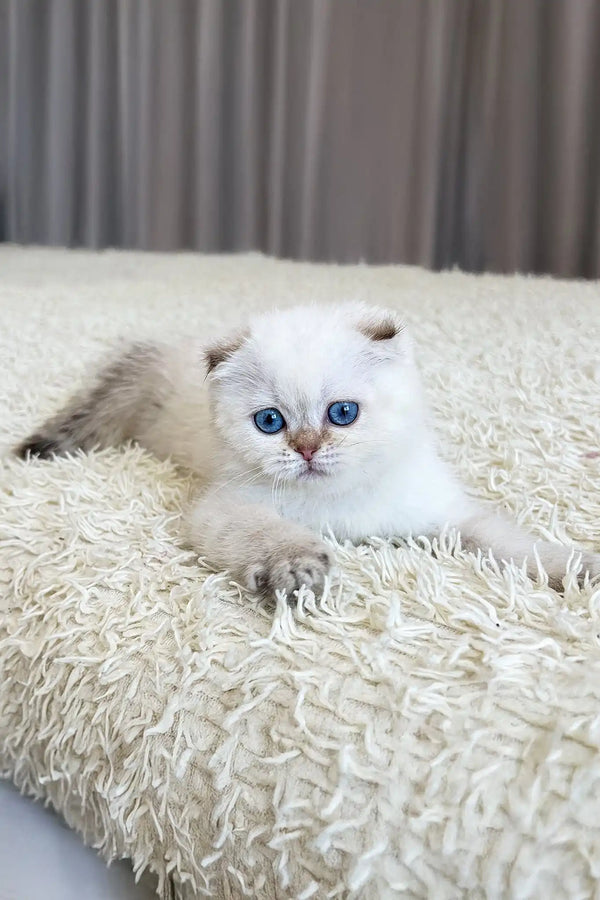 Agat | scottish fold kitten