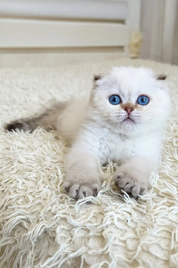 Agat | scottish fold kitten
