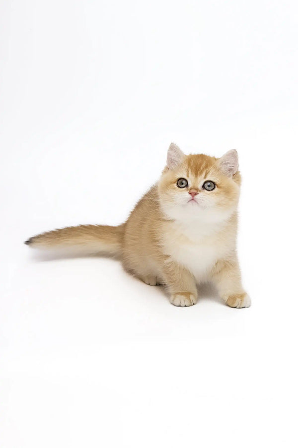 Cute Golden British Shorthair kitten named Agata ready to steal your heart