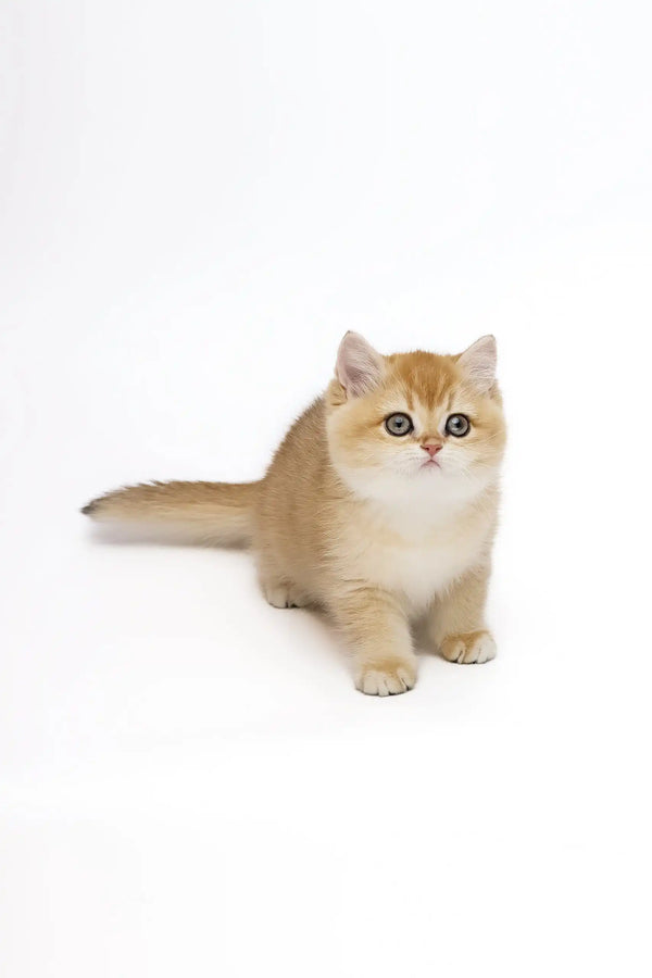 Cute Golden British Shorthair kitten from Agata | British Shorthair Kitten collection