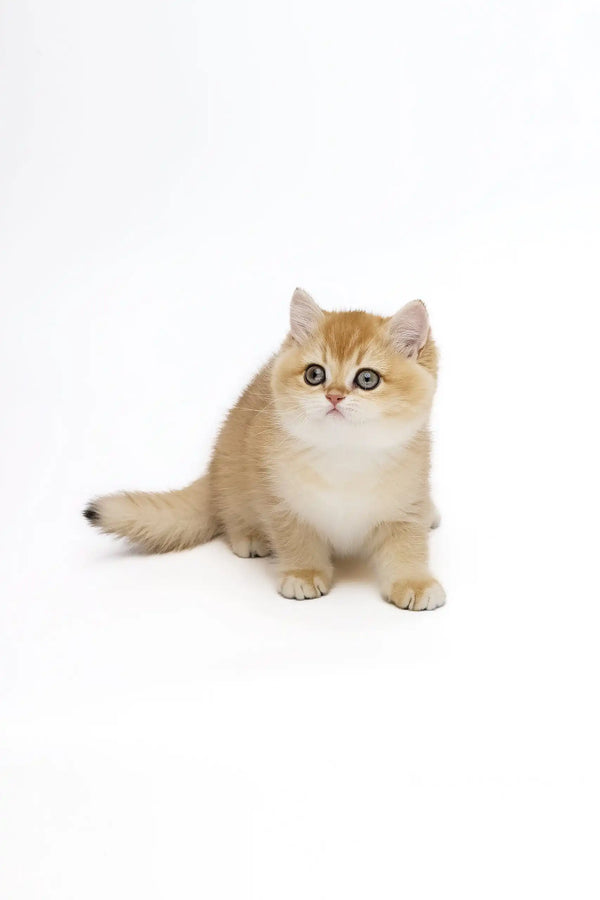 Golden British Shorthair kitten Agata looking adorable in a cozy setting