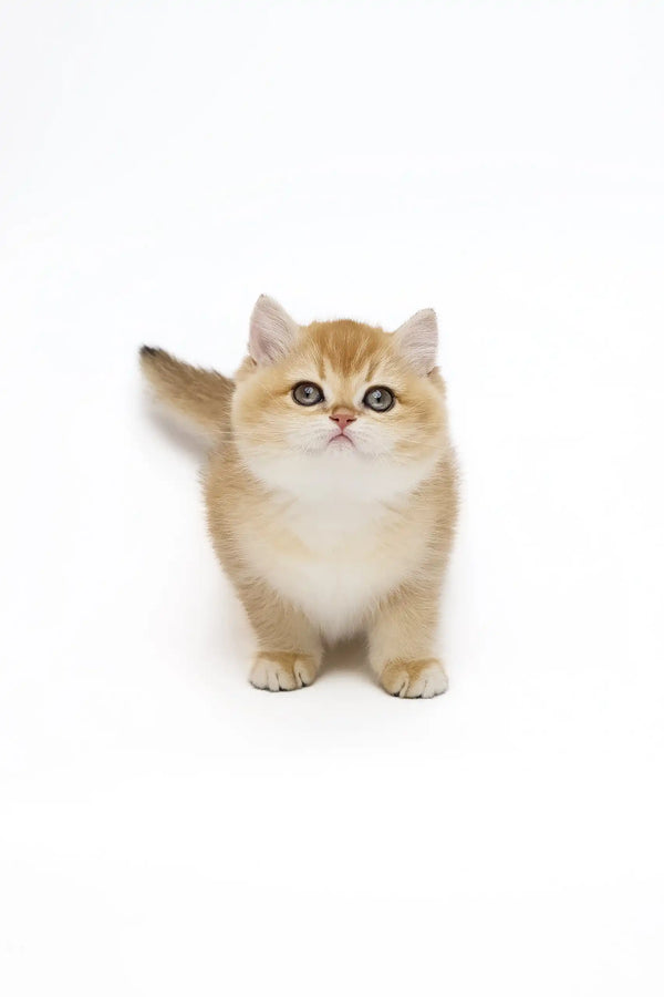 Golden British Shorthair kitten named Agata with round, adorable eyes