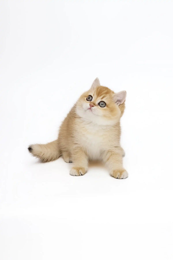 Cute golden British Shorthair kitten Agata with wide eyes looking playful and adorable