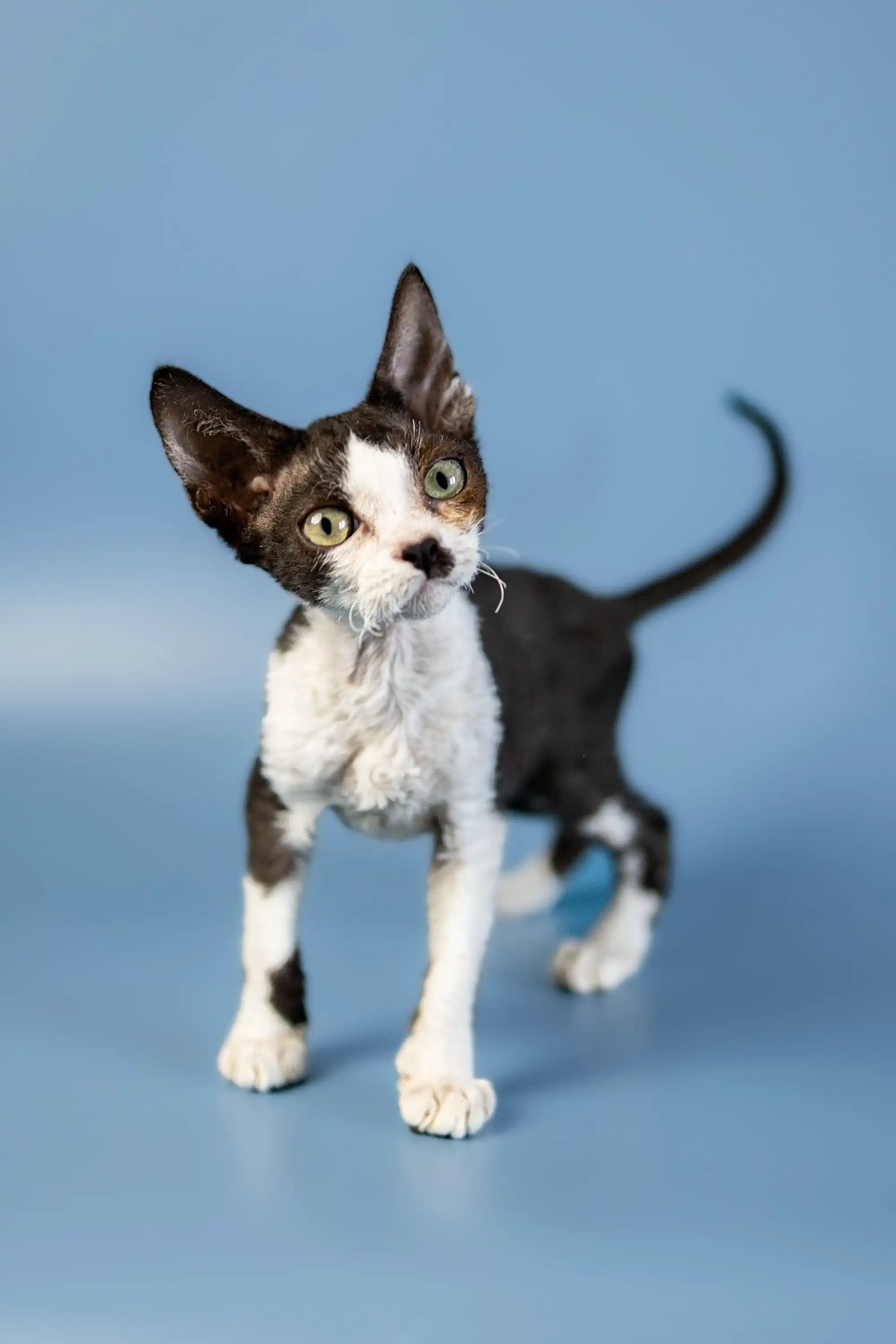 Devon Rex Kittens For Sale Agata | Kitten