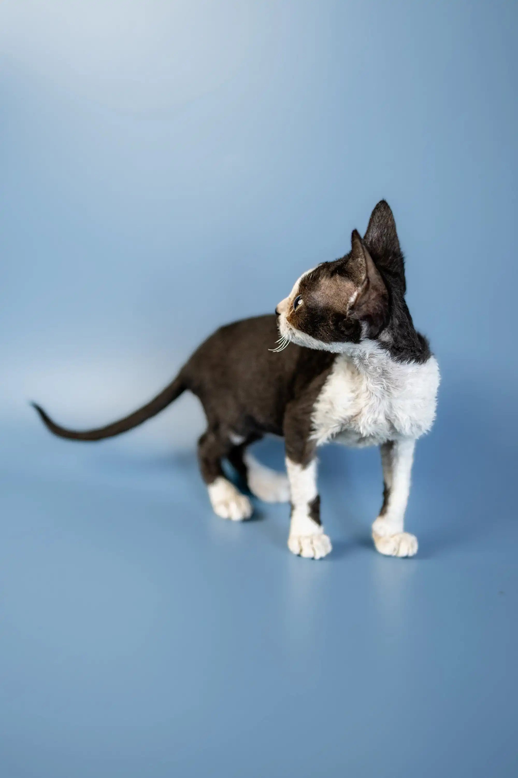 Devon Rex Kittens For Sale Agata | Kitten
