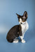 Black and white Devon Rex kitten with big ears sitting upright, perfect for pet lovers