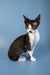 Black and white Devon Rex kitten with big ears sitting upright, perfect for Agata