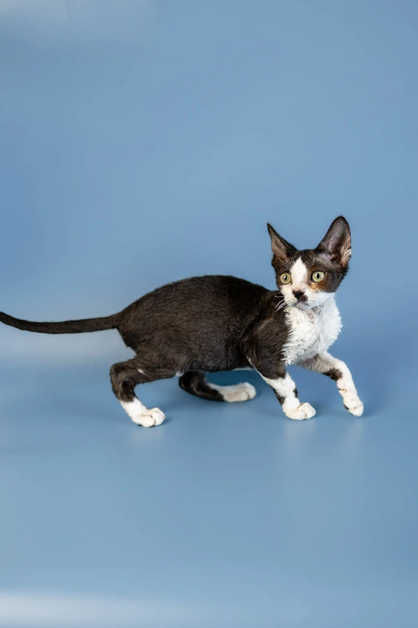 Bicolor Devon Rex kitten Agata, standing tall with long body and big ears