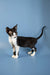 Black and white Devon Rex kitten with big ears standing alertly, super cute!