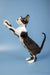 Cute Devon Rex kitten Agata standing on hind legs with a paw raised