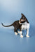 Black and white Devon Rex kitten standing on a blue surface for Agata product display