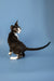 Black and white Devon Rex kitten sitting upright with tail extended behind it