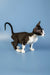 Playful Black and white Devon Rex kitten with arched tail on a cozy surface