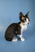 Black and white Devon Rex kitten with big ears and wide eyes in Agata product