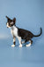 Black and white Devon Rex kitten with big ears standing alert, ready for fun