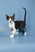 Cute Black and White Devon Rex Kitten with Large Ears Standing Alertly