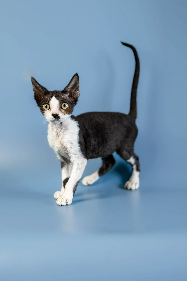 Cute Black and White Devon Rex Kitten with Large Ears Standing Alertly
