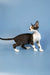 Black and white Devon Rex kitten with big ears standing in profile, looking adorable