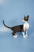 Adorable Black and White Devon Rex Kitten with Large Ears and Slender Body