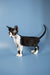 Black and white Devon Rex kitten standing alert for fun moments ahead