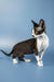 Adorable Devon Rex kitten with big ears and slender body in Agata product showcase