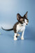 Alert black and white Devon Rex kitten with large ears, ready for fun adventures