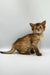 Fluffy brown tabby Agatha Somali Kitten sitting alert and adorable, ready for a new home