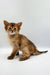 Adorable Agatha Somali Kitten with wide eyes and perky ears, ready for cuddles