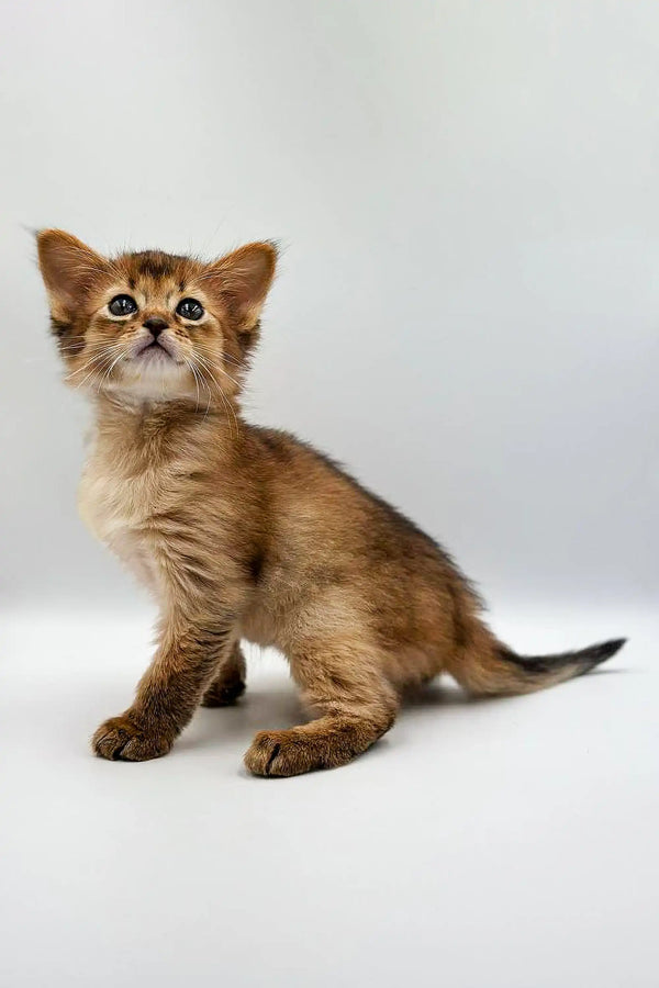 Adorable Agatha Somali Kitten with big eyes sitting cutely, ready for a loving home