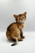 Adorable Agatha Somali Kitten gazing up with wide eyes, ready for your love