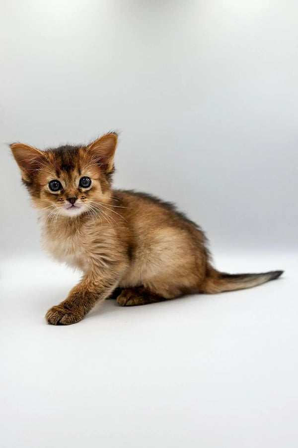 Cute tabby kitten with fluffy fur, perfect for Agatha Somali Kitten lovers