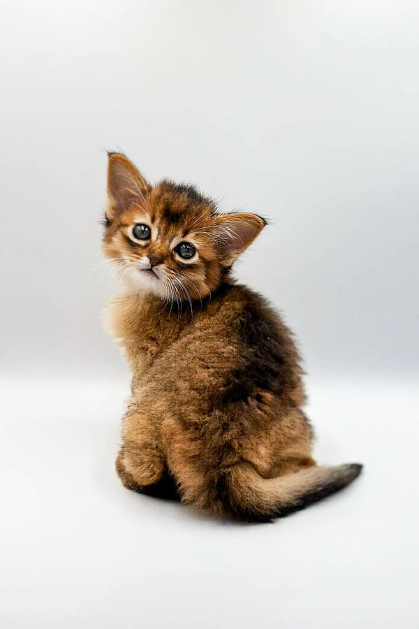 Somali Fluffy Cat 2ドル銀貨 Somali Fluffy Cat 2ドル銀貨