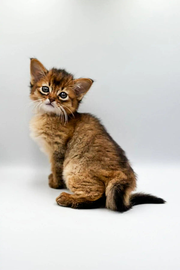 Aglaya Somali Kitten Sweetness in a Fluffy Package
