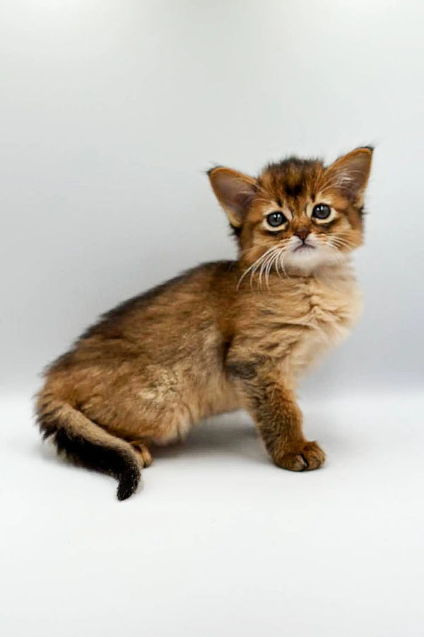 Adorable brown tabby Somali kitten with fluffy fur and wide eyes ready for cuddles