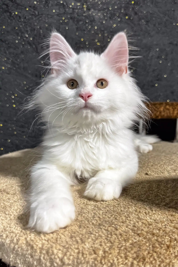 Aisha | maine coon kitten