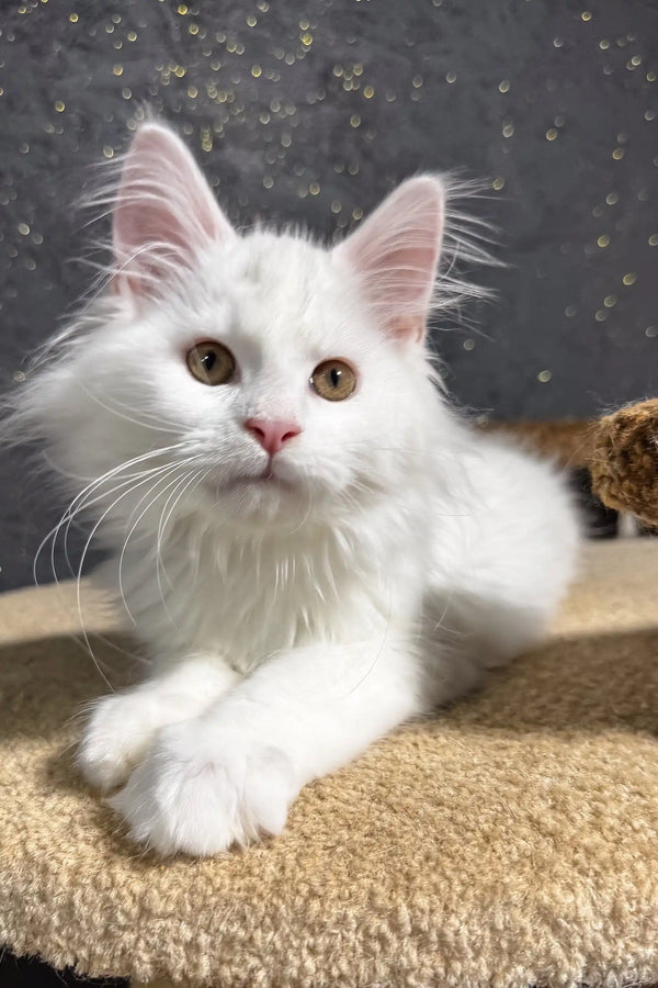 Aisha | maine coon kitten