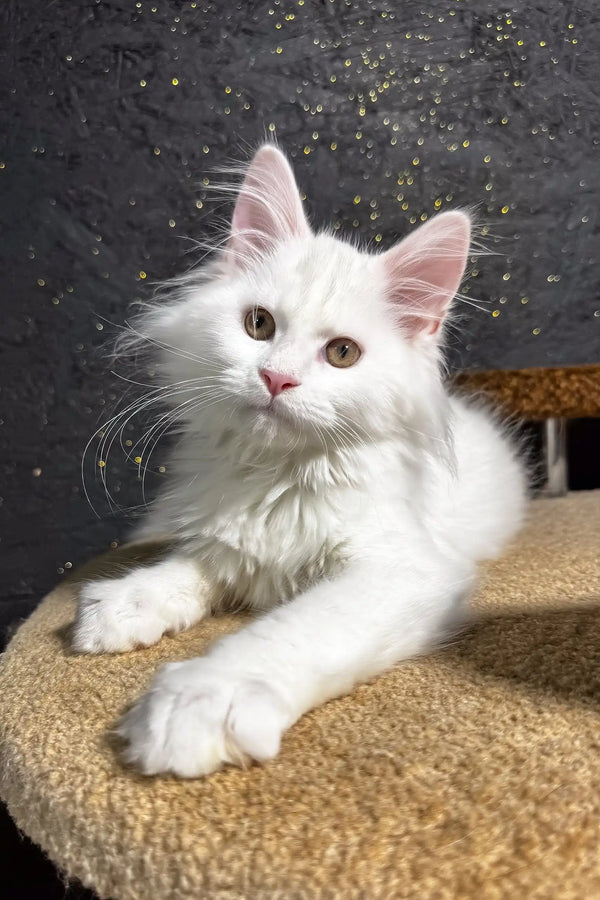 Aisha | maine coon kitten