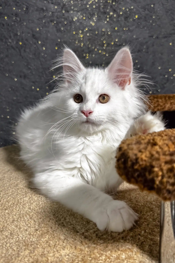 Aisha | maine coon kitten