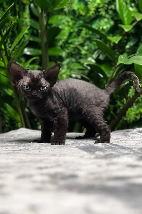 Akai | devon rex kitten