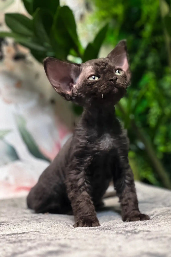 Akai | devon rex kitten