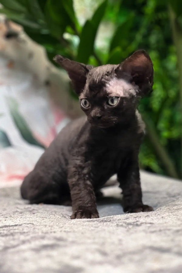 Akai | devon rex kitten