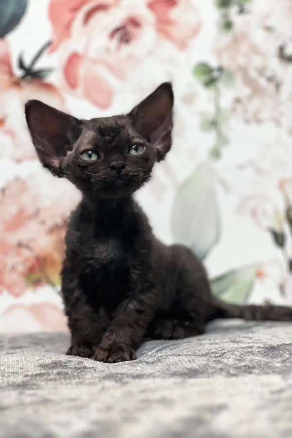 Akai | devon rex kitten