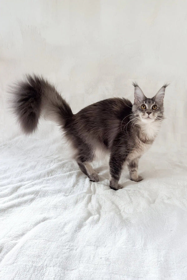 Akebia | maine coon kitten
