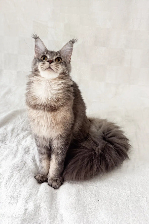 Akebia | maine coon kitten