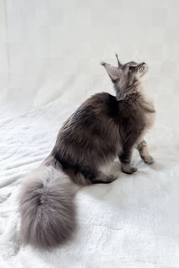 Akebia | maine coon kitten