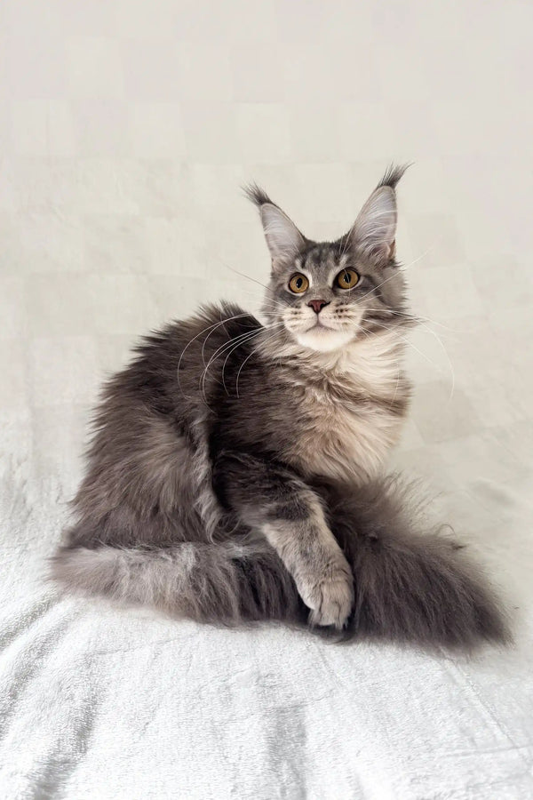 Akebia | maine coon kitten