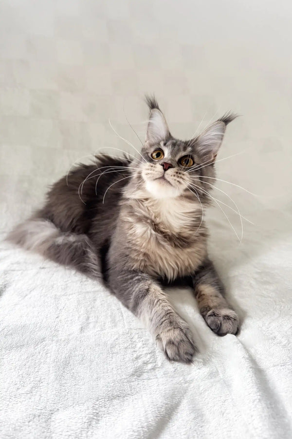 Akebia | maine coon kitten