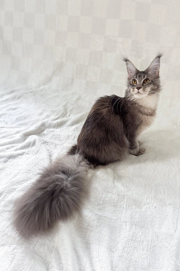 Akebia | maine coon kitten