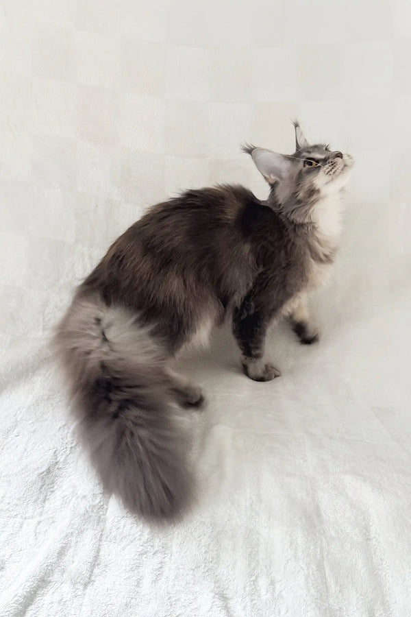 Akebia | maine coon kitten
