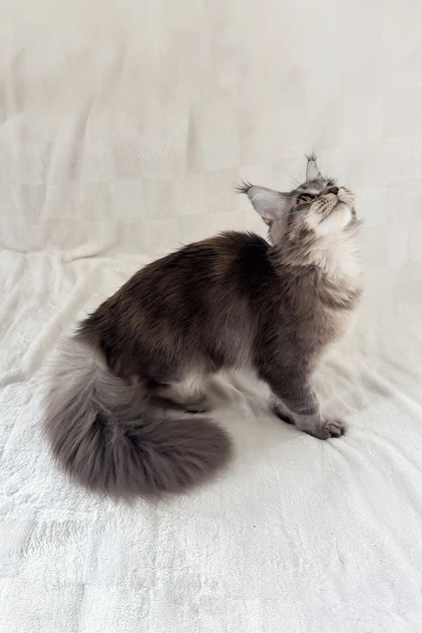 Akebia | maine coon kitten